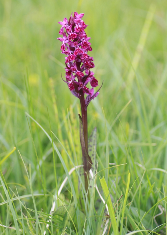 Nigritella, Dactylorhiza perverseemaltempo! Dolomiti luglio 2014.